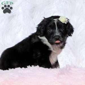 Terry, Portuguese Water Dog Puppy